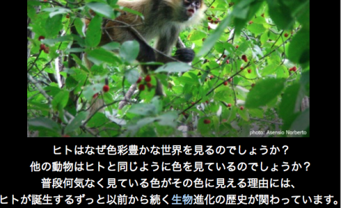 第４４回　色覚進化の謎に迫る！〜霊長類の色覚の進化と多様性〜